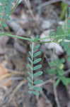 Purple crownvetch